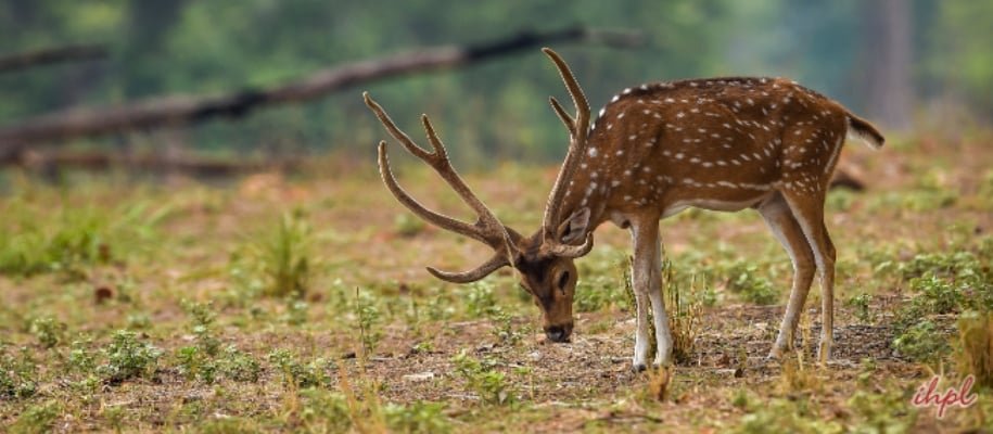 Hazaribagh Wildlife Sanctuary Itinerary